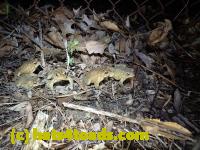 /home//u458753944/public_html/sourcegallery//Roxborough Toad Detour/2013-2019/2016/2016-03-31/P3310572.JPG